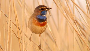 Blaukehlchen C Markus Saefken